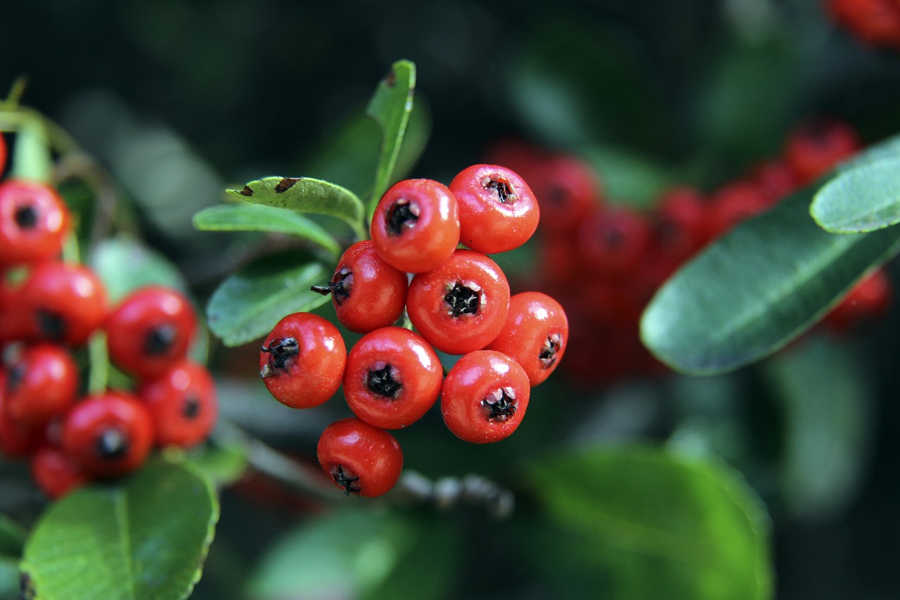 中发挥了决 中发挥了决